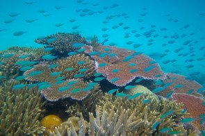 greatbarrierreef
